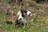 BULL TERRIER MINIATURE 257